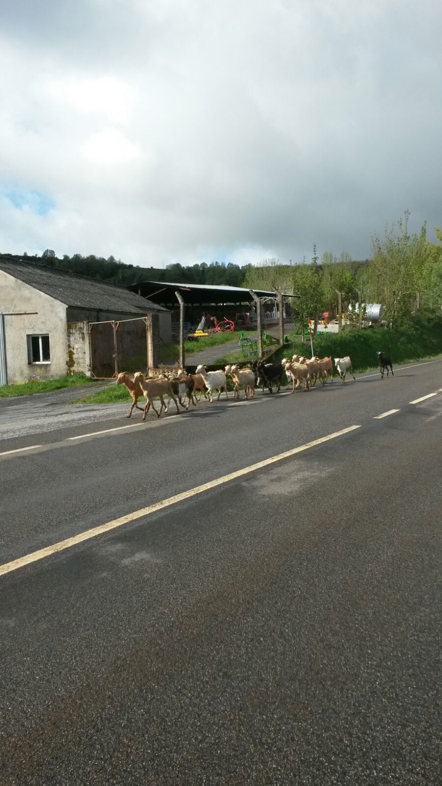 stap ik graag even voor af op zondagmorgen, een overstekende kudde geiten in het dorpje Cebreiro onder begeleiding van herder en border collies.jpeg