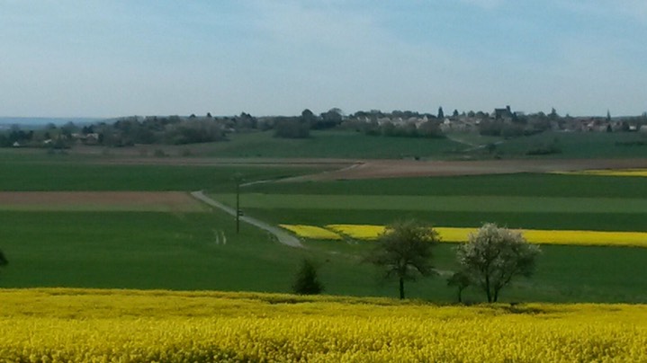 Zo zag de omgeving er vandaag vnl uit.  Koolzaad-  en (nog groene) tarwevelden.jpeg